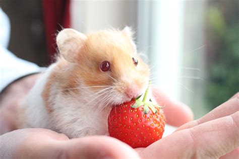 Can hamsters eat strawberries - One of the most popular and well-known berries is the strawberry. Not only is this fruit a very popular artificial flavor in many candies and drinks, but it’s also commonly used as...